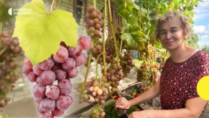 Що можна садити біля винограду: хто годує, хто шкодить