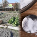 Сода для помідорів: коли рятує, коли шкодить